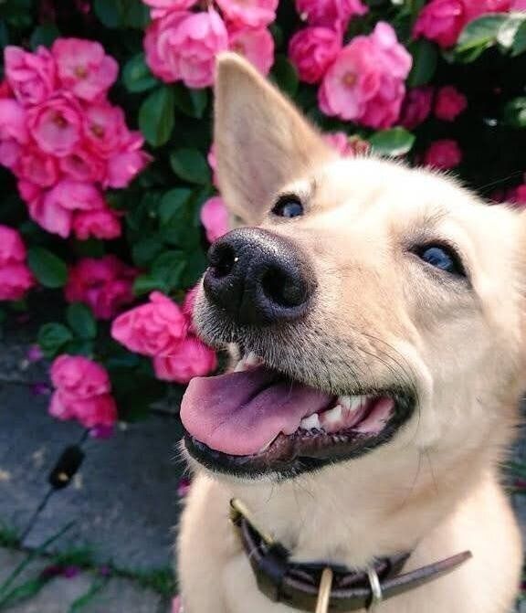 ニコニコ顔が可愛いココちゃん