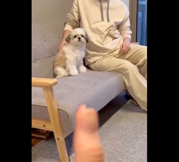 「バンッ」の合図で倒れるたむたむくん