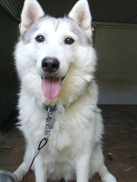 シルバーのハスキー