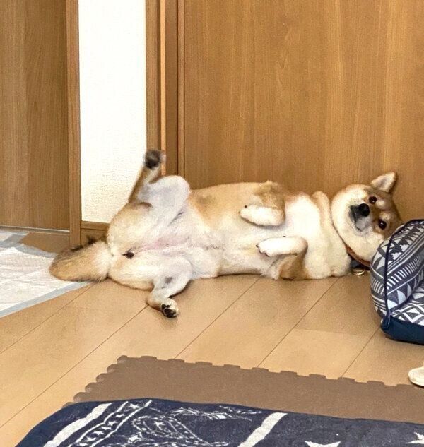 おなかを出すはるちゃん