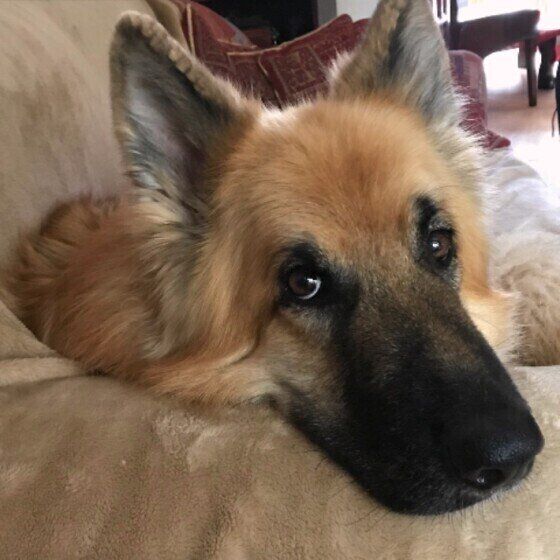 犬が毛を逆立てるのは人間の鳥肌が立つのと一緒？犬の逆毛が起こる理由 いぬのきもち