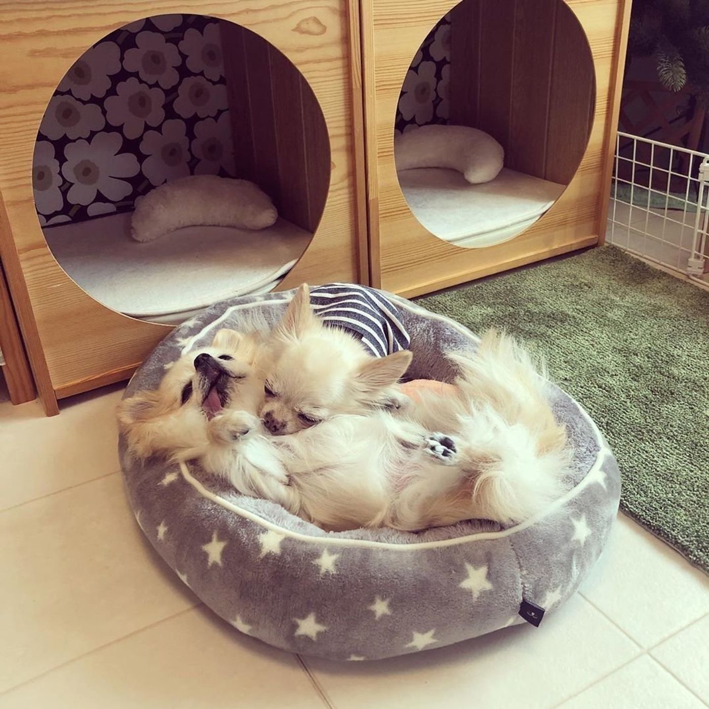 夢中になる犬続出 インスタで話題のニトリのペットベッド いぬのきもちweb Magazine 夢中になる犬続出 インスタで話題のニトリのペットベッド いぬのきもちweb Magazine