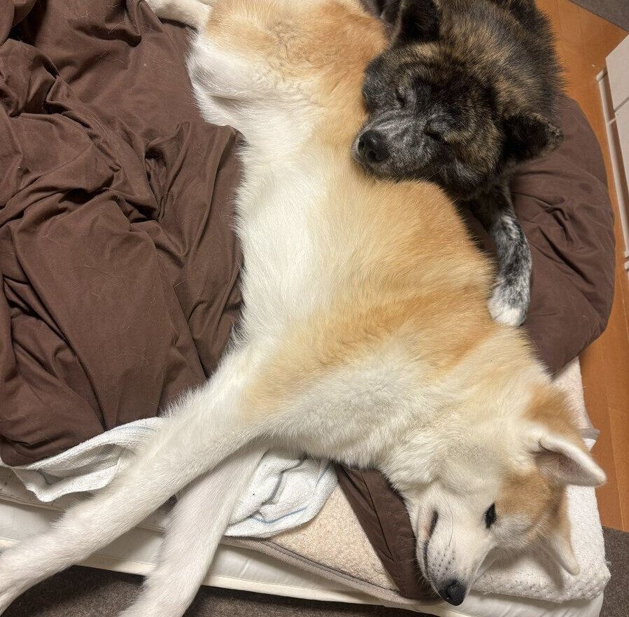 別の日、布団で眠る蘭ちゃんと虎丸くん