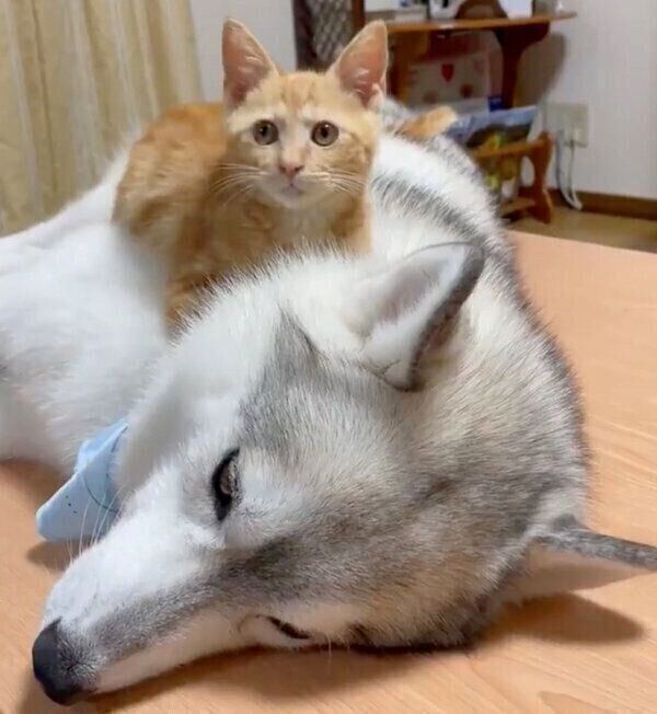 ユキちゃんの上に乗るレンちゃん