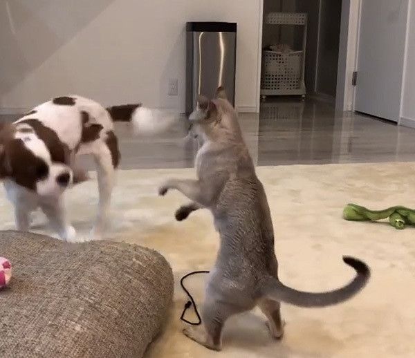 キャバリアとシンガプーラ