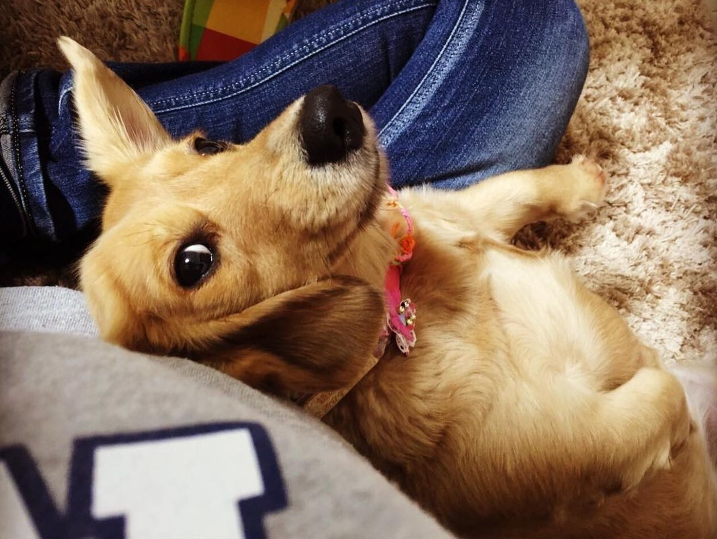 犬が地面に体をスリスリするのはどんな時 犬のオモシロ習性図鑑 いぬのきもちweb Magazine 犬が地面に体をスリスリするのはどんな時 犬のオモシロ習性図鑑 いぬのきもちweb Magazine