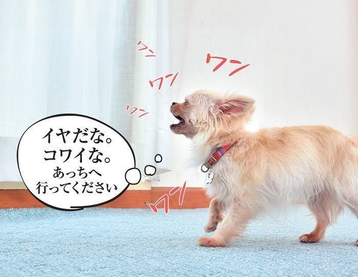 イヤだなコワイなと吠えている犬