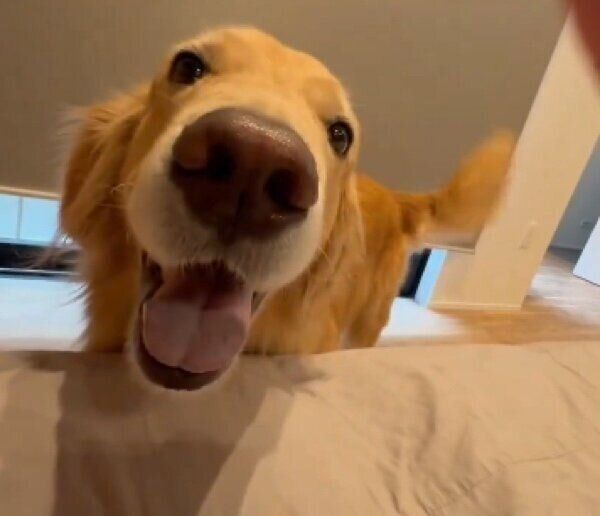 満面の笑みで飼い主さんを見るゆずちゃん