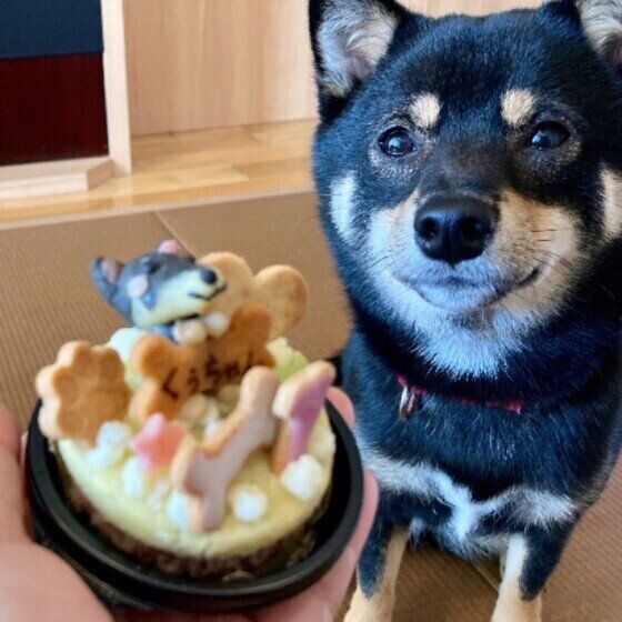 記念日をお祝いしてもらう柴犬