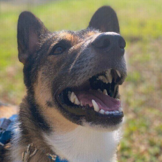 どうして「ペロペロ」なめているの？ 犬が自分の体をなめる理由とは いぬのきもち