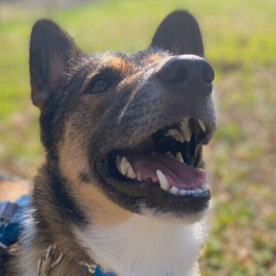 なぜペロペロなめているの 犬が自分の体をなめる理由とは いぬのきもちweb Magazine なぜペロペロなめているの 犬が自分の体をなめる理由とは いぬのきもちweb Magazine