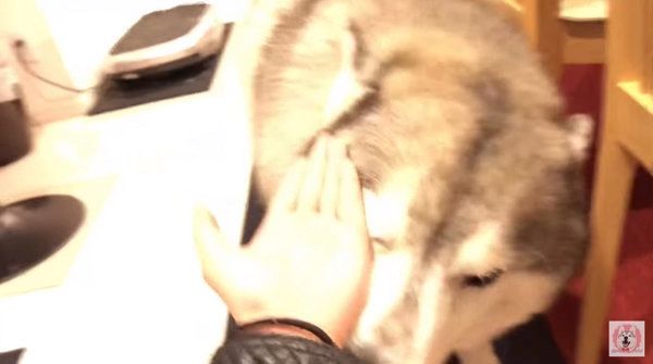 「お手」と言われて顔を差し出すシベリアン・ハスキー