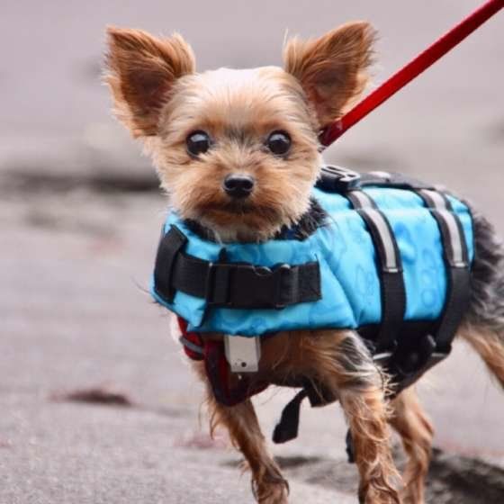 ヨークシャーテリア