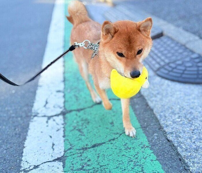 アヒルさんを運搬するべにまるくん