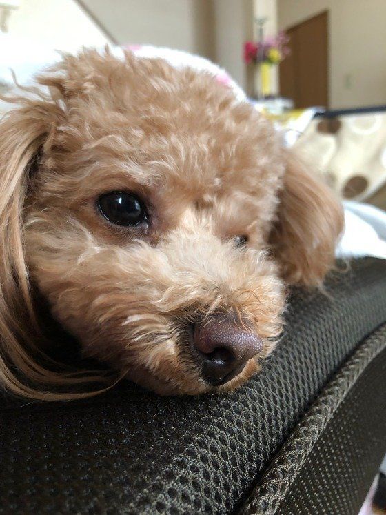 たそがれ中のトイ・プードル