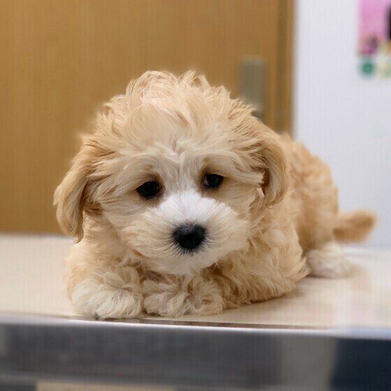 いぬのきもち あっという間に集団感染も!多頭飼いの犬達が感染しやすい病気