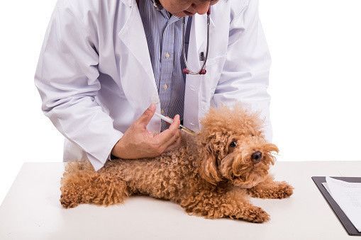 ワクチン接種をする犬