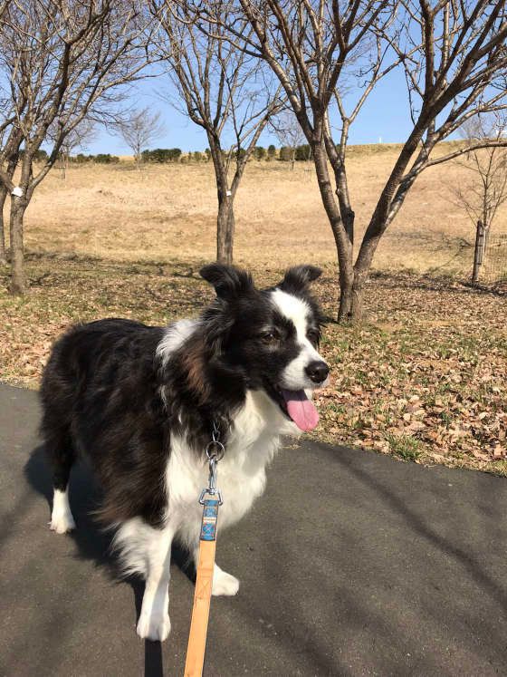 ボーダーコリーのジャックくん