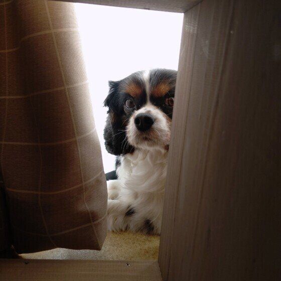 狭い場所に入るキャバリア・キング・チャールズ・スパニエル