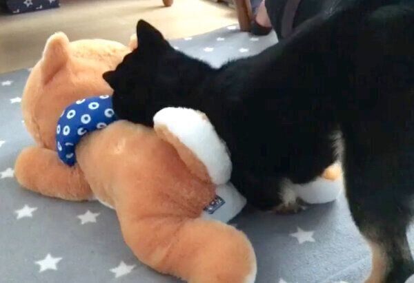 柴犬のぬいぐるみで遊ぶあずきちゃん