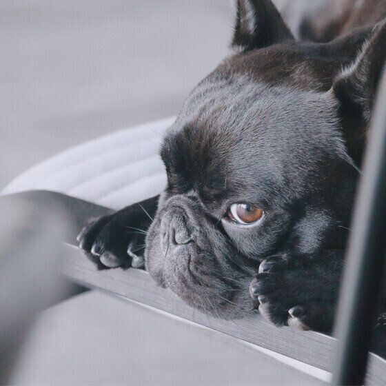 フレンチ・ブルドッグ