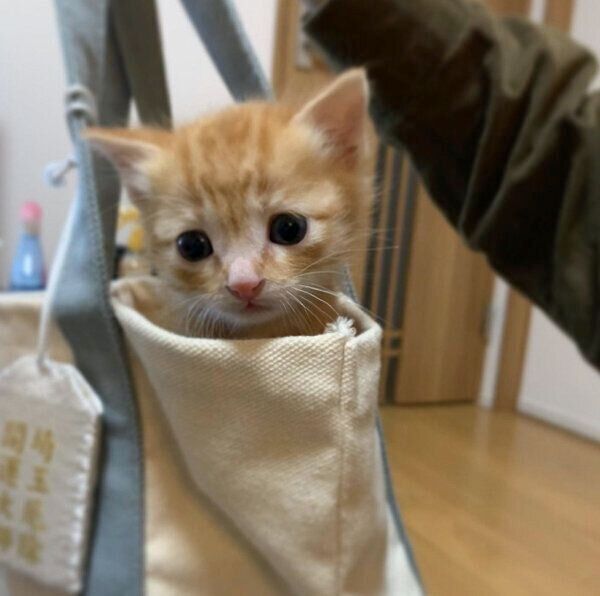 虎吉くん