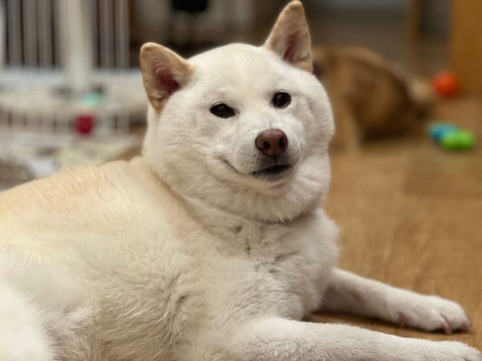まったりするしらたまちゃん