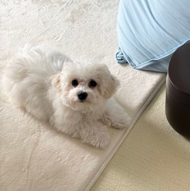 ふと見ると、四角くなっているふうさんの姿が