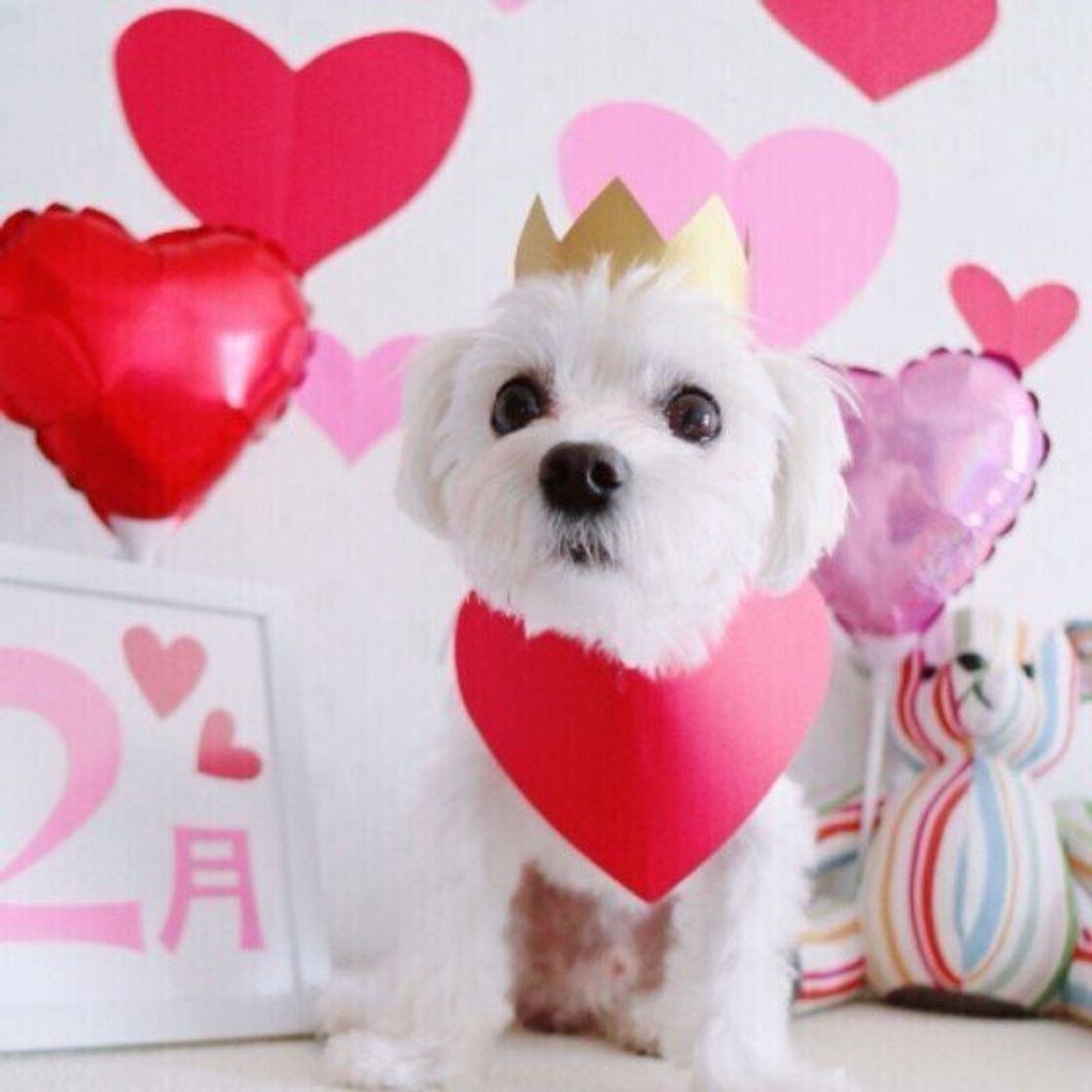 もうすぐバレンタイン 犬にチョコレートを与えてはいけない 理由を知っている いぬのきもちweb Magazine もうすぐバレンタイン 犬にチョコレートを与えてはいけない 理由を知っている いぬのきもちweb Magazine