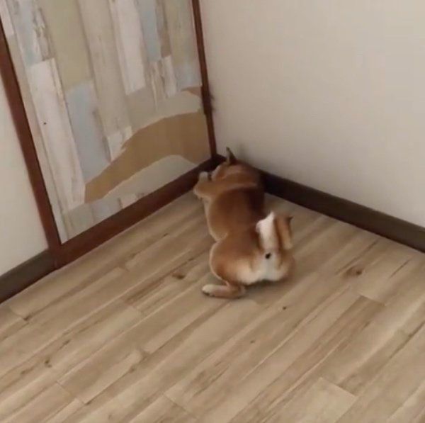 イタズラをする豆柴