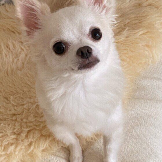 見つめるチワワ