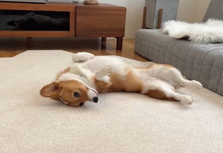 キックするコーギー