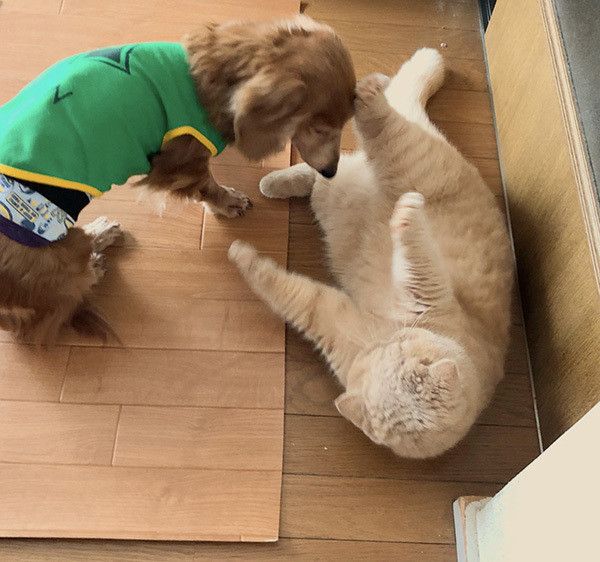 ミニチュア・ダックスフンドとエキゾチックショートヘアー