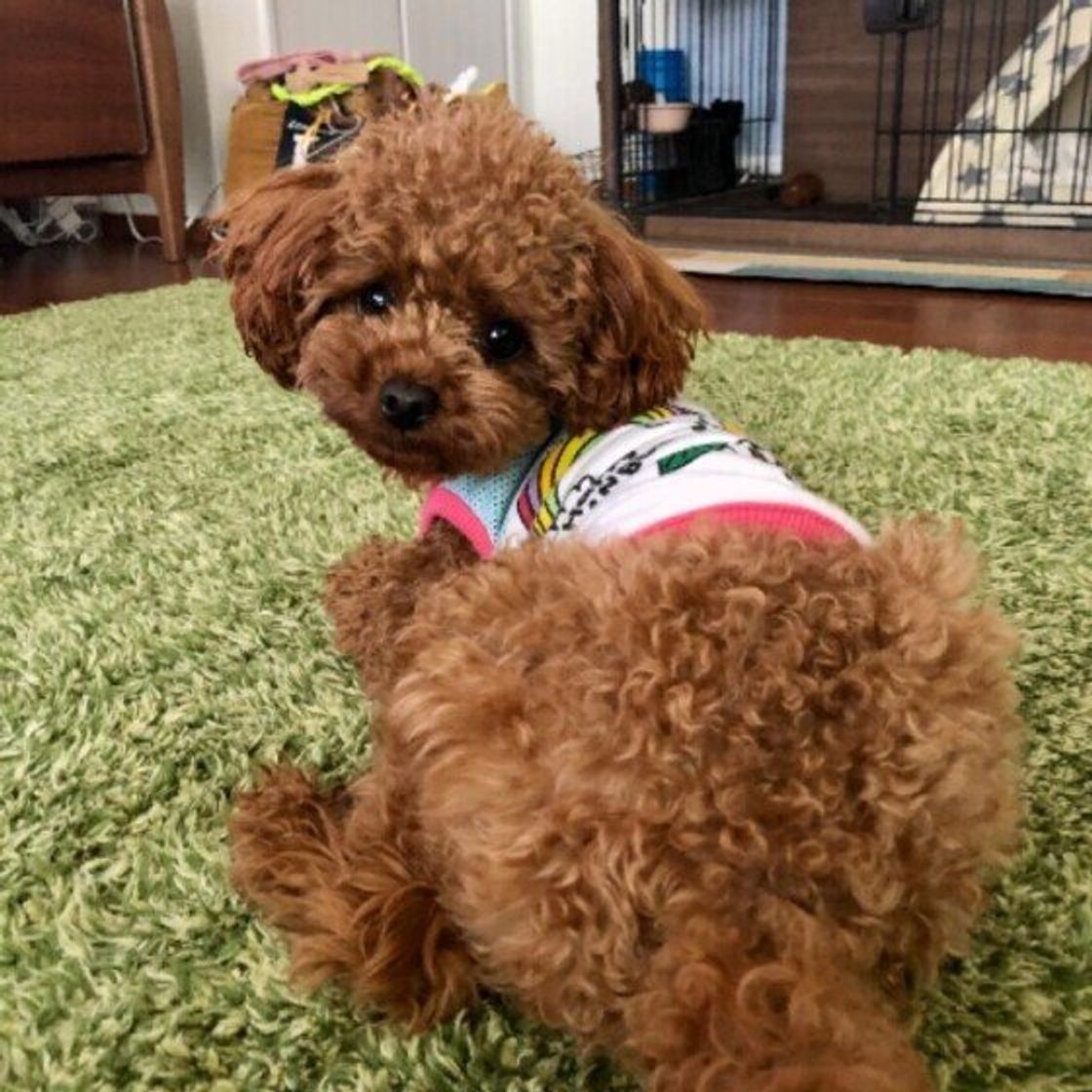 調査 愛犬の 肛門腺のお手入れ をしている していない 人たちの理由を聞いた いぬのきもちweb Magazine 調査 愛犬の 肛門腺のお手入れ をしている していない 人たちの理由を聞いた いぬのきもちweb Magazine