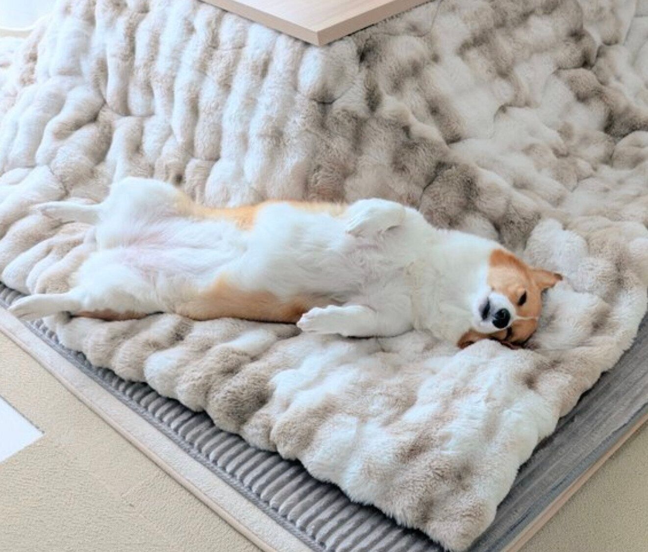 ヘソ天ポーズで眠るこまちちゃん