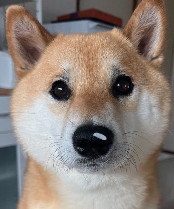 ごはん粒を鼻につけるふう太くん