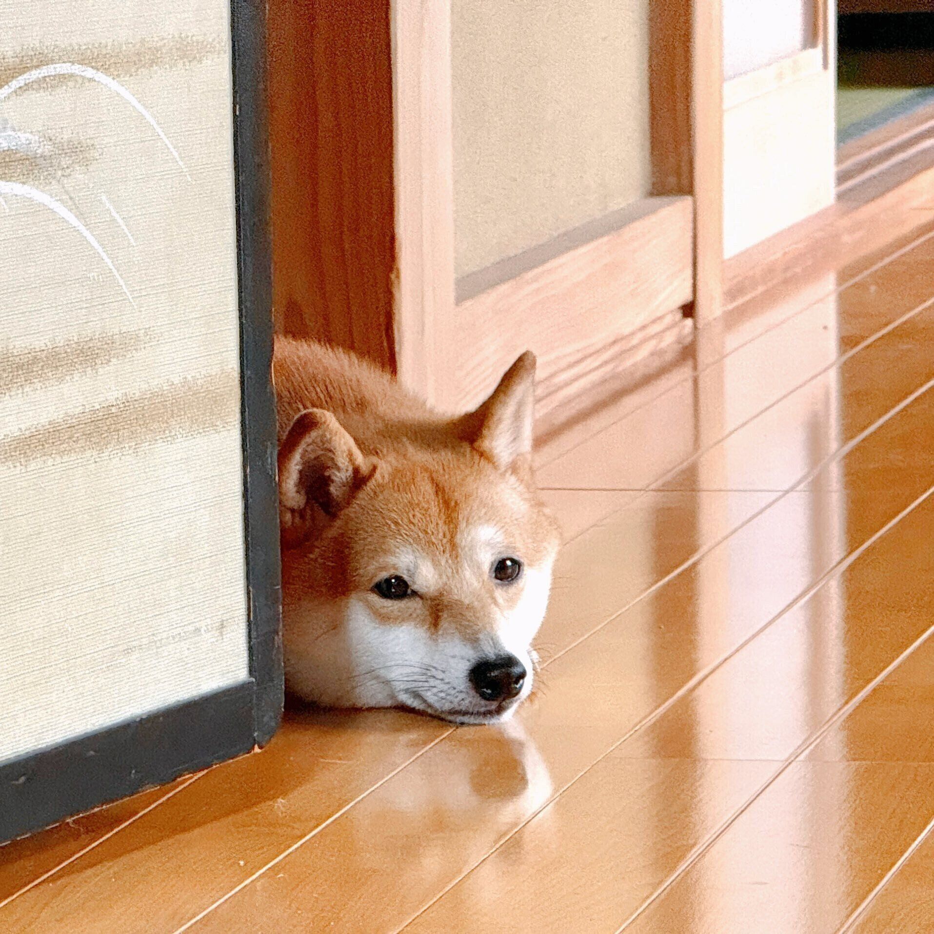 隙間からひょっこり顔を出す柴犬