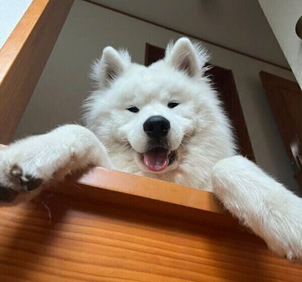 笑顔が可愛いとうふくん