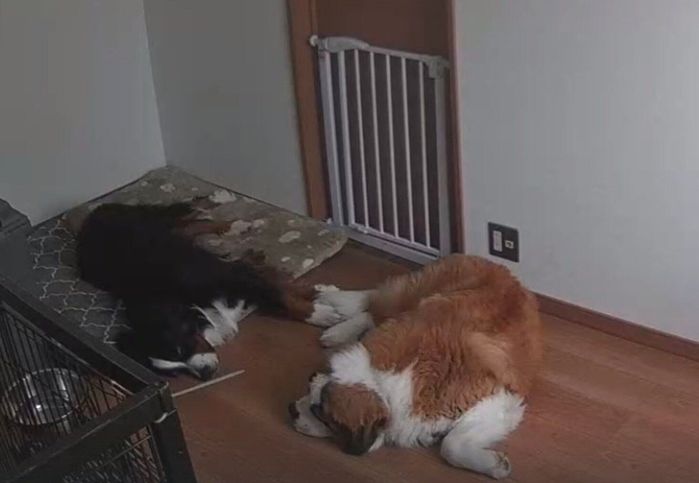 仲良く眠るまさおくん、つとむくん