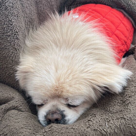 うとうと眠るチベタン・スパニエル