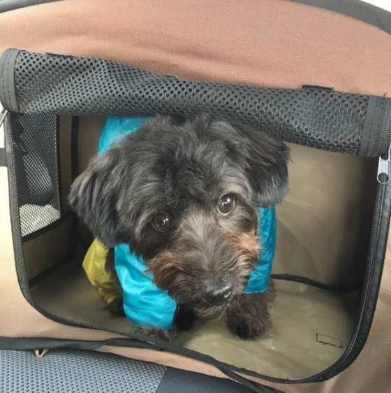 ドライブするMIXのふうたくん