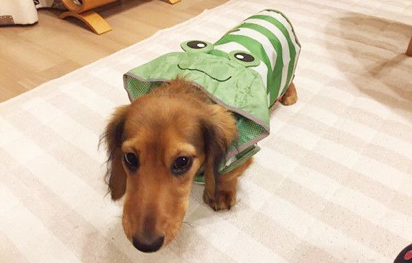 見つめるミニチュア・ダックスフンド