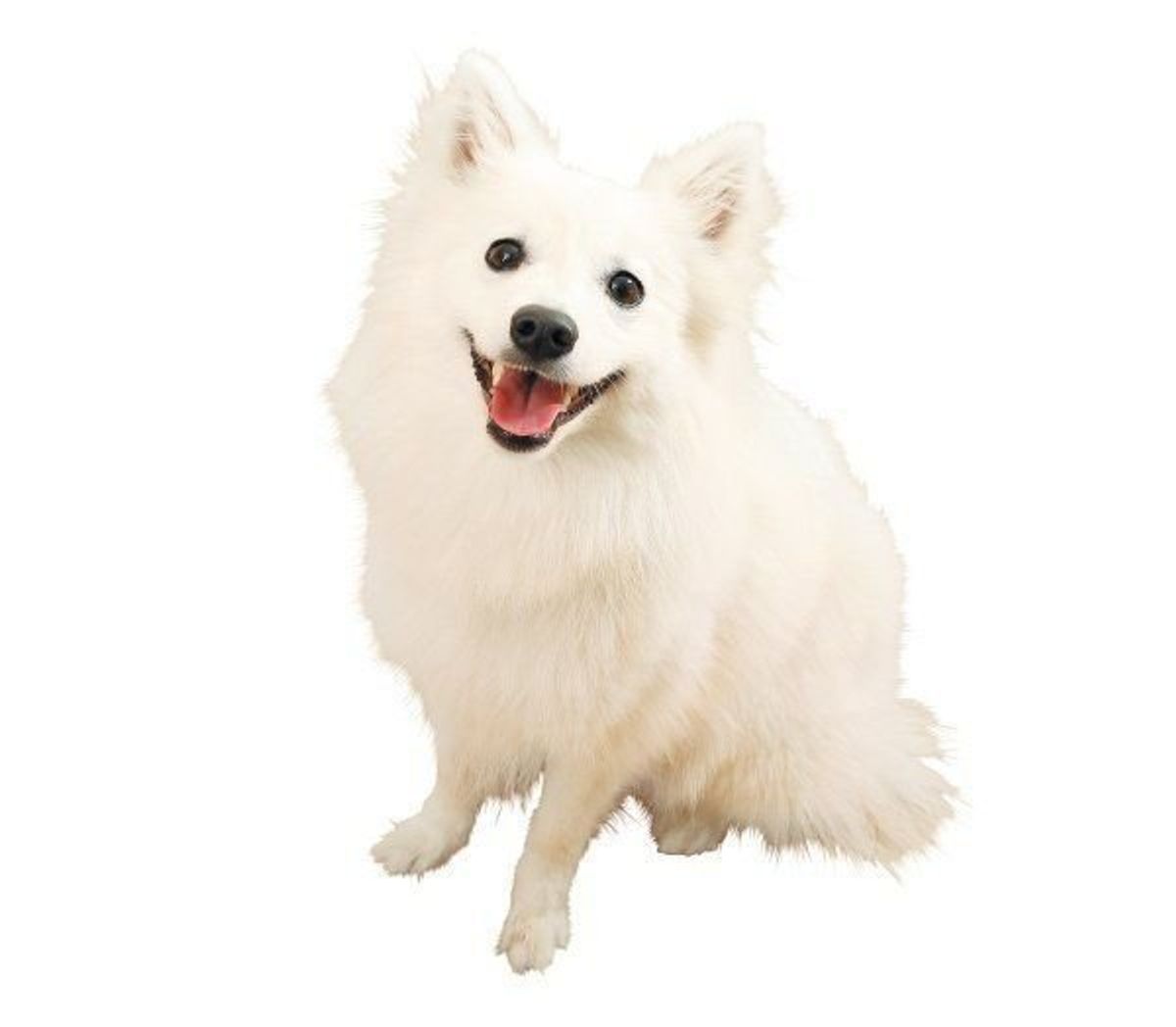 真っ白な毛と立ち姿が優雅な日本スピッツ いぬのきもちweb Magazine 真っ白な毛と立ち姿が優雅な日本スピッツ いぬのきもちweb Magazine