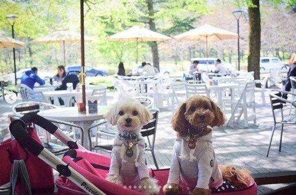 赤いカートにのる犬2匹