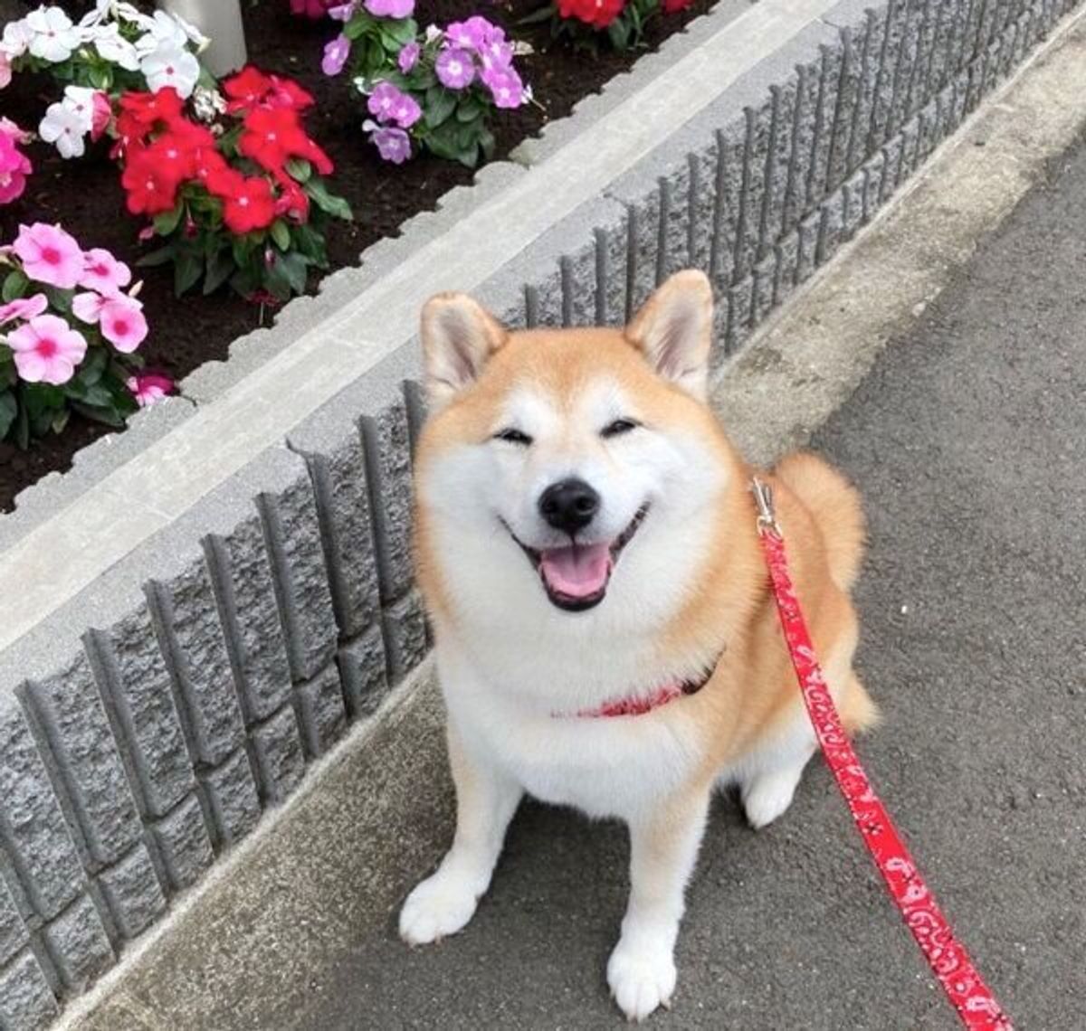 変顔をしてしまった柴犬に 変な顔したなっ って言ったら最高の笑顔を見せてくれた いぬのきもちweb Magazine 変顔をしてしまった柴犬に 変な顔したなっ って言ったら最高の笑顔を見せてくれた いぬのきもちweb Magazine
