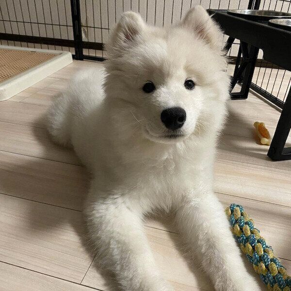 おすまし笑顔のエデンちゃん