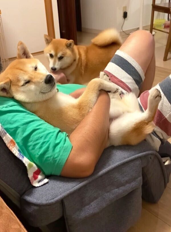 まったりするむくりちゃんと、パパさんの手を舐めるあくびちゃん