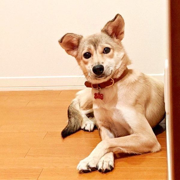 元保護犬・MIXのめるちゃん