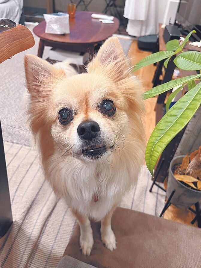 2022年にsさん宅に譲渡されたこやすくん。今年１月で13才になりましたが元気いっぱい。WANBOで定期的にトリミングしています