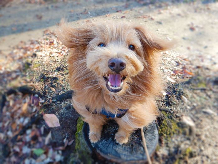 連載「こぐま犬てんすけ」